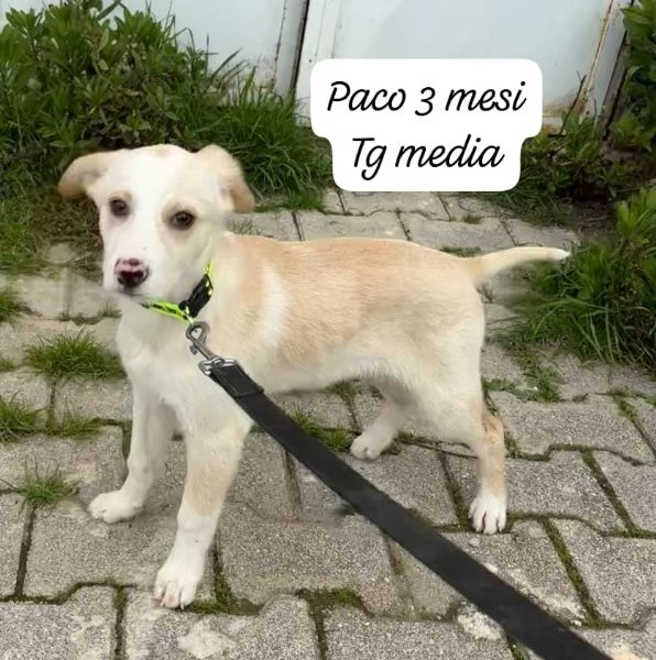 CUCCIOLOTTI SENZA CASA Neacute SPERANZE | Foto 3