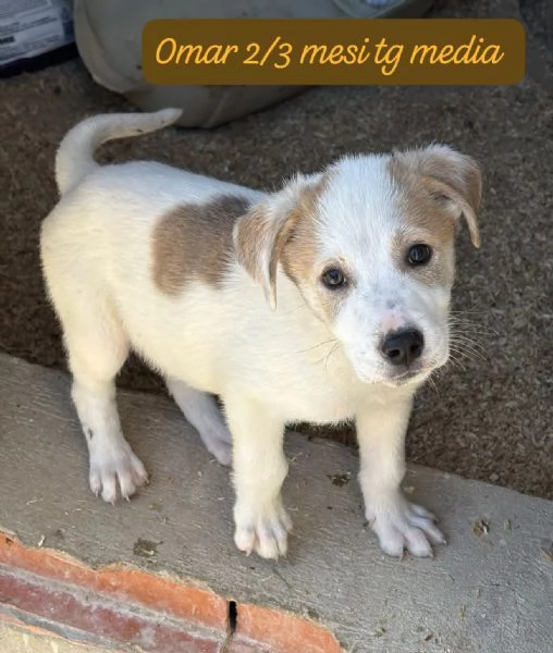 CUCCIOLOTTI SENZA CASA Neacute SPERANZE | Foto 1