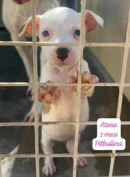 CUCCIOLOTTI SENZA CASA Neacute SPERANZE | Foto 1