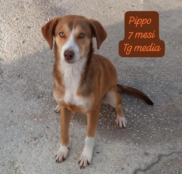 CUCCIOLOTTI SENZA CASA Neacute SPERANZE | Foto 2