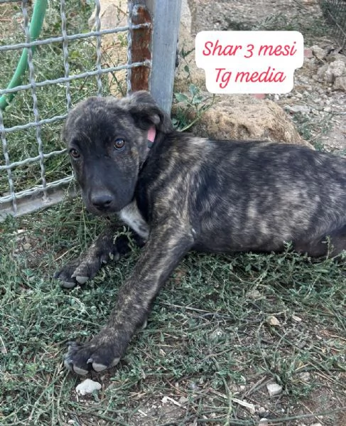 CUCCIOLOTTI SENZA CASA N SPERANZE | Foto 3
