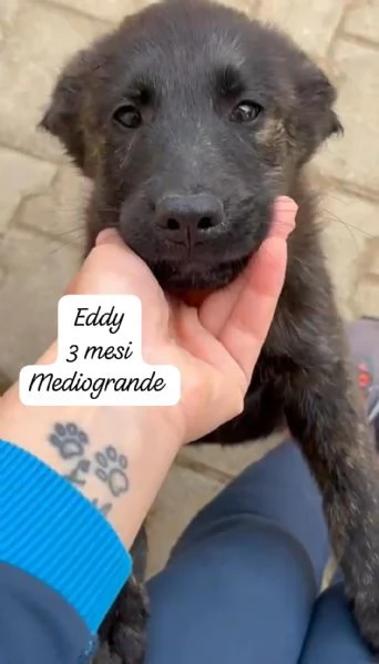 CUCCIOLOTTI SENZA CASA N SPERANZE | Foto 3