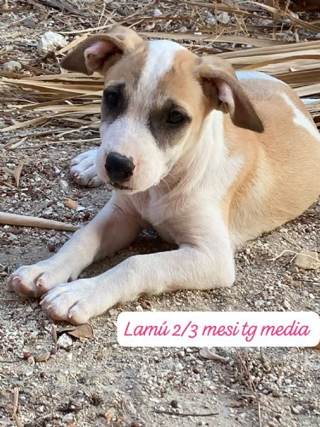 CUCCIOLOTTI SENZA CASA N SPERANZE | Foto 2