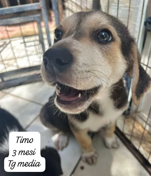 CUCCIOLOTTI SENZA CASA N SPERANZE | Foto 3