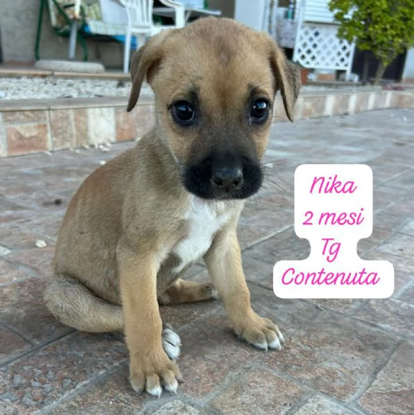 CUCCIOLOTTI SENZA CASA N SPERANZE | Foto 1