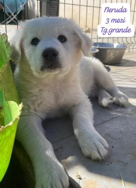 CUCCIOLOTTI SENZA CASA N SPERANZE | Foto 2