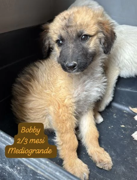 CUCCIOLOTTI SENZA CASA Neacute SPERANZE | Foto 3