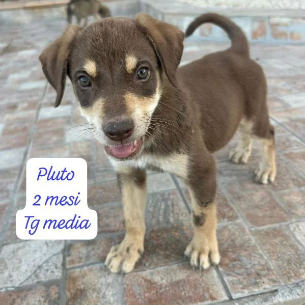 CUCCIOLOTTI SENZA CASA N SPERANZE | Foto 0