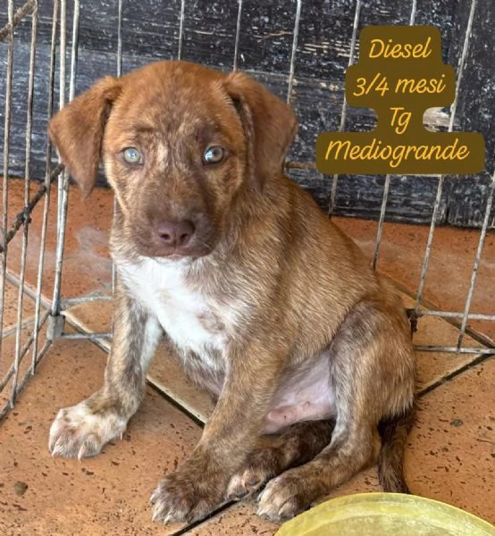 CUCCIOLOTTI SENZA CASA Neacute SPERANZE | Foto 2