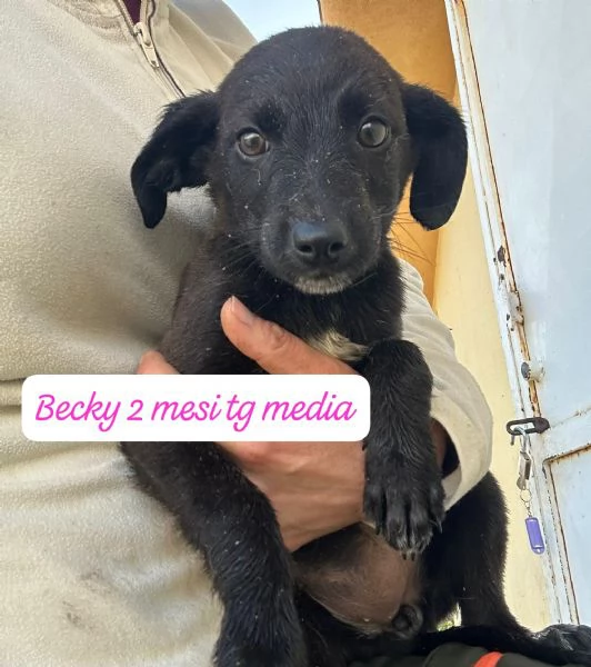 CUCCIOLOTTI SENZA CASA Neacute SPERANZE | Foto 1