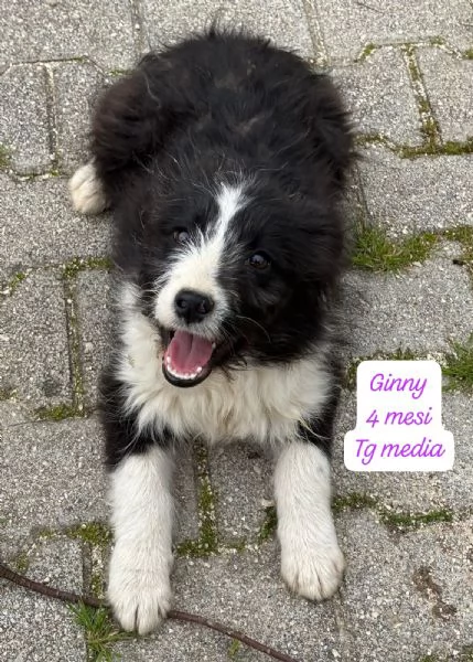 CUCCIOLOTTI SENZA CASA Neacute SPERANZE | Foto 0