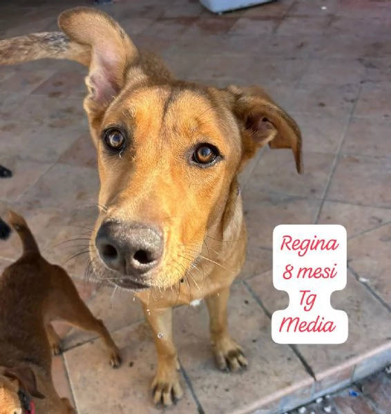 CUCCIOLOTTI SENZA CASA Neacute SPERANZE | Foto 1