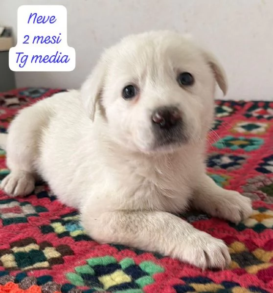 CUCCIOLOTTI SENZA CASA Neacute SPERANZE | Foto 0