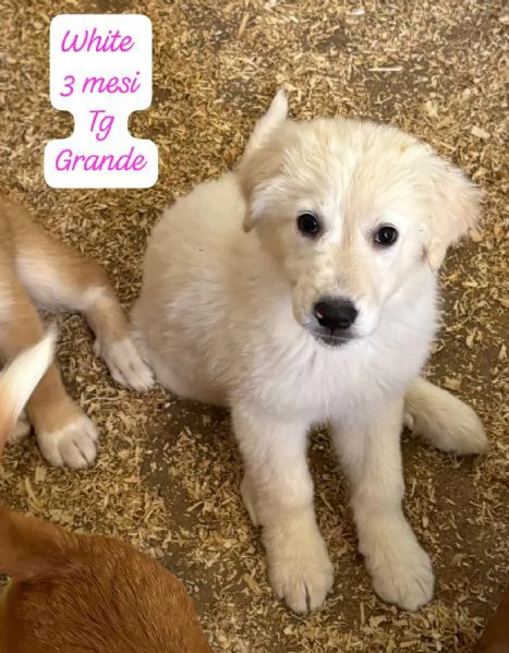 CUCCIOLOTTI SENZA CASA Neacute SPERANZE | Foto 0