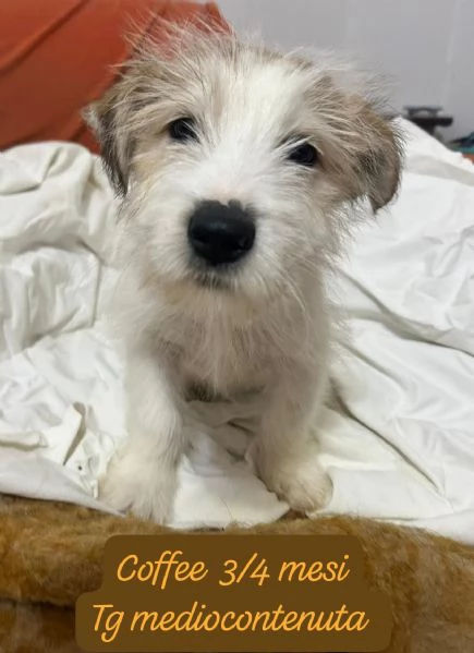 CUCCIOLOTTI SENZA CASA Neacute SPERANZE | Foto 0