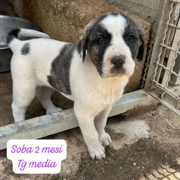 CUCCIOLOTTI SENZA CASA N SPERANZE | Foto 0