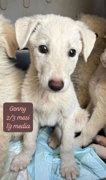 CUCCIOLOTTI SENZA CASA Neacute SPERANZE