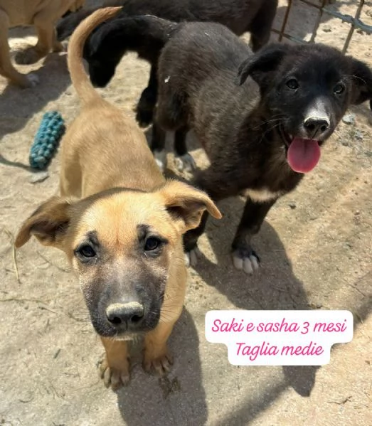 CUCCIOLOTTI SENZA CASA N SPERANZE