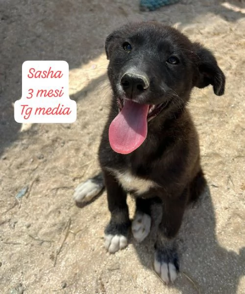 CUCCIOLOTTI SENZA CASA N SPERANZE | Foto 0