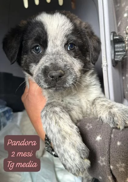 CUCCIOLOTTI SENZA CASA Neacute SPERANZE