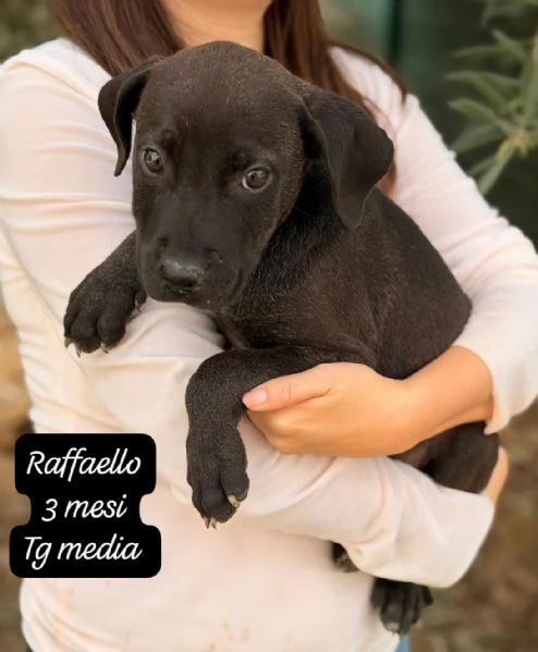 CUCCIOLOTTI SENZA CASA Neacute SPERANZE | Foto 0