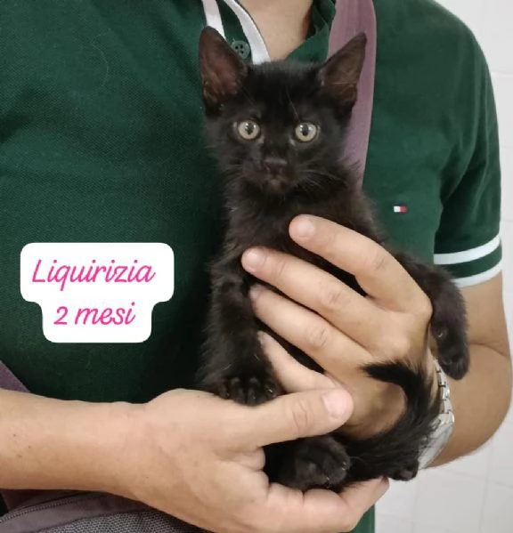 GATTINI IN ADOZIONE Urgentissimo  | Foto 6