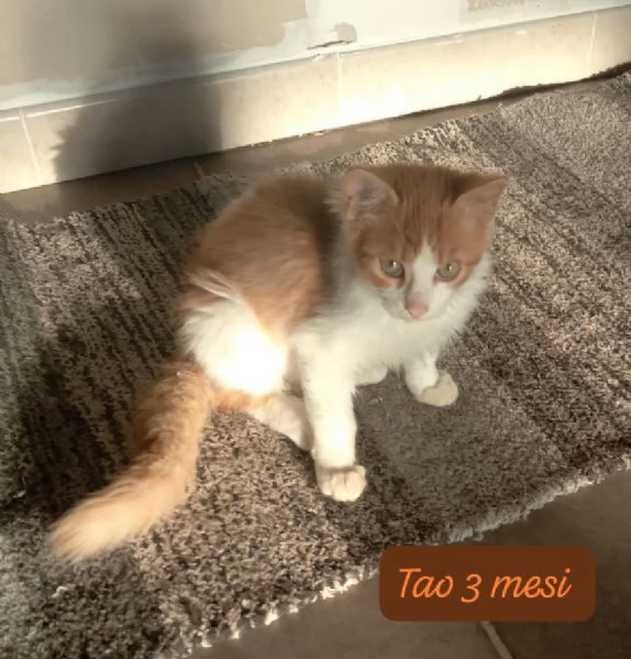 GATTINI IN ADOZIONE Urgentissimo  | Foto 6