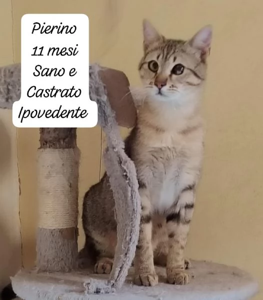 GATTINI IN ADOZIONE Urgentissimo  | Foto 6