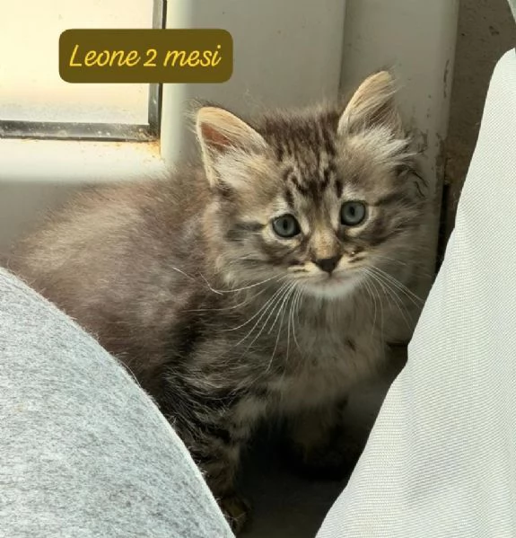 GATTINI IN ADOZIONE Urgentissimo  | Foto 5