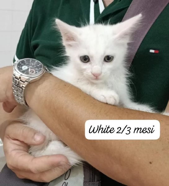 GATTINI IN ADOZIONE Urgentissimo 