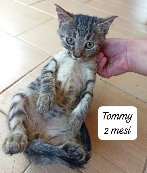 GATTINI IN ADOZIONE Urgentissimo  | Foto 5