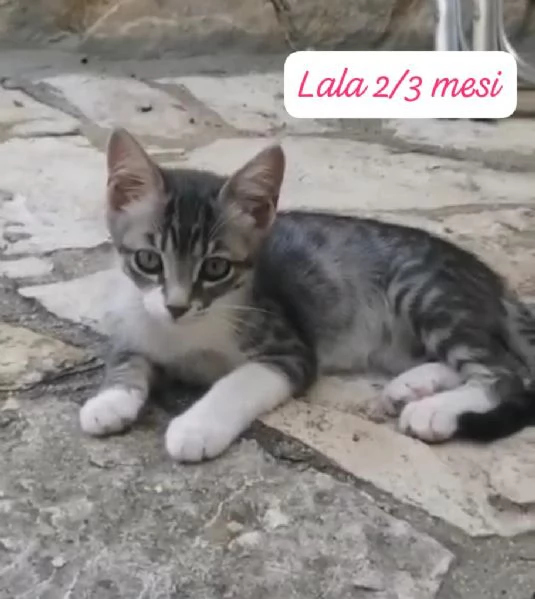 GATTINI IN ADOZIONE Urgentissimo  | Foto 4