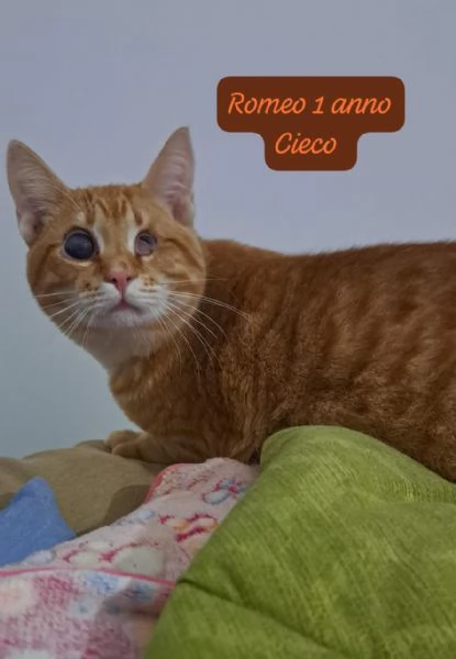 GATTINI IN ADOZIONE Urgentissimo  | Foto 3
