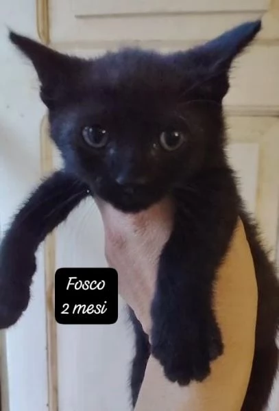 GATTINI IN ADOZIONE Urgentissimo  | Foto 5