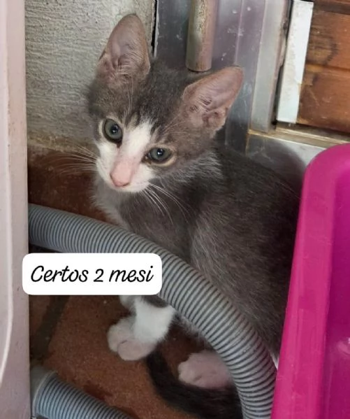 GATTINI IN ADOZIONE Urgentissimo  | Foto 4