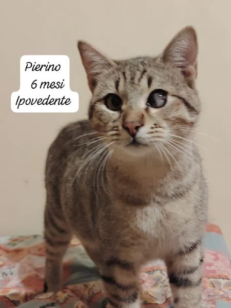 GATTINI IN ADOZIONE Urgentissimo  | Foto 6