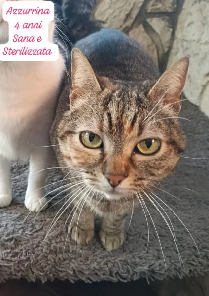 GATTINI IN ADOZIONE Urgentissimo  | Foto 6