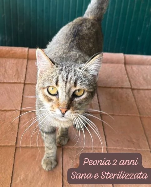 GATTINI IN ADOZIONE Urgentissimo  | Foto 6