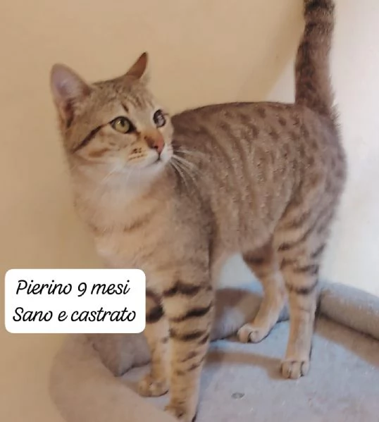 GATTINI IN ADOZIONE Urgentissimo  | Foto 4