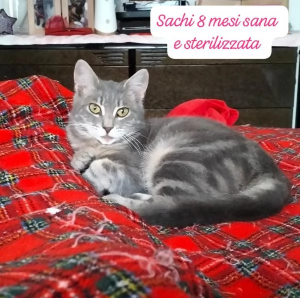 GATTINI IN ADOZIONE Urgentissimo  | Foto 5