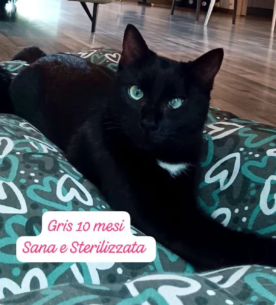 GATTINI IN ADOZIONE Urgentissimo  | Foto 4