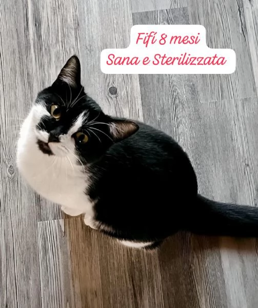 GATTINI IN ADOZIONE Urgentissimo  | Foto 3