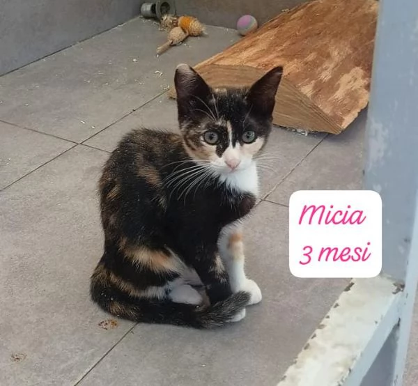 GATTINI IN ADOZIONE Urgentissimo  | Foto 3