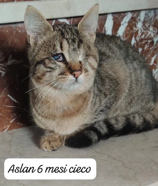 GATTINI IN ADOZIONE Urgentissimo  | Foto 2