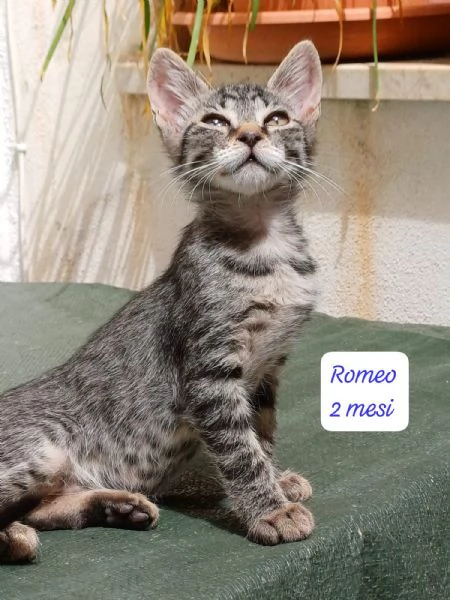 GATTINI IN ADOZIONE Urgentissimo  | Foto 1