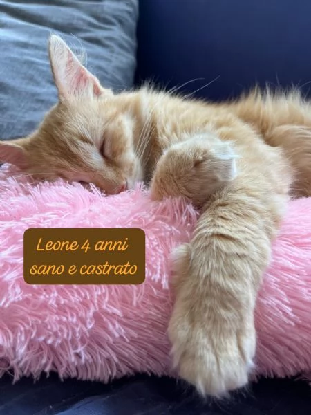 GATTINI IN ADOZIONE Urgentissimo  | Foto 3