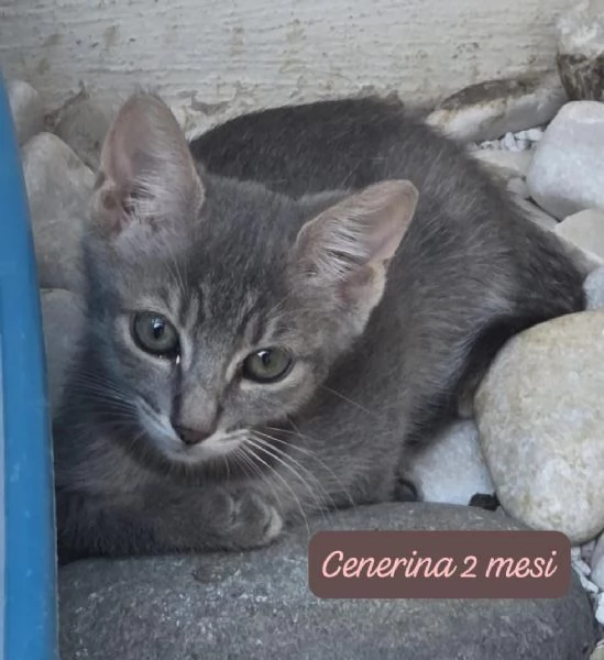 GATTINI IN ADOZIONE Urgentissimo  | Foto 2