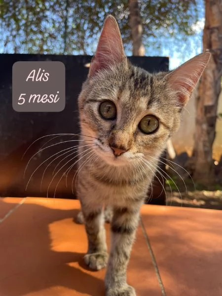 GATTINI IN ADOZIONE Urgentissimo  | Foto 5