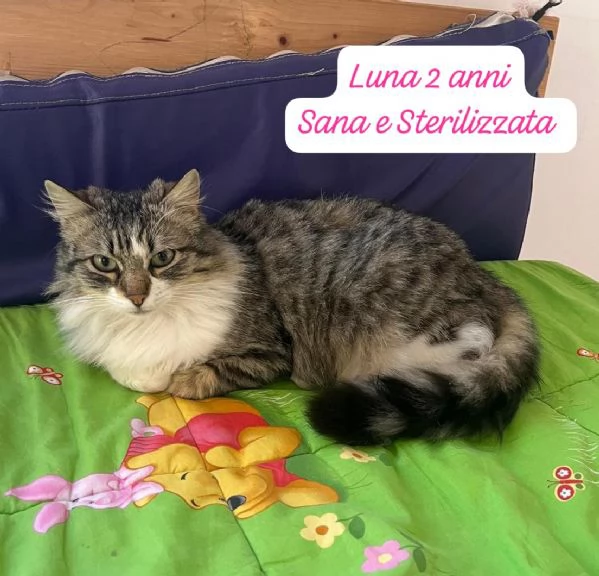 GATTINI IN ADOZIONE Urgentissimo  | Foto 1