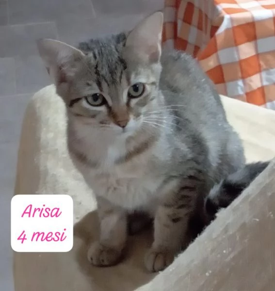 GATTINI IN ADOZIONE Urgentissimo  | Foto 4